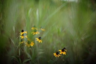 yellow petaled flowers near grass field