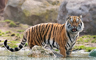 tiger near big stones during daytime HD wallpaper