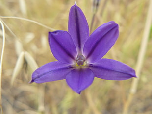 purple orchid photography, plant