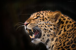 selective focus photography of brown Leopard HD wallpaper