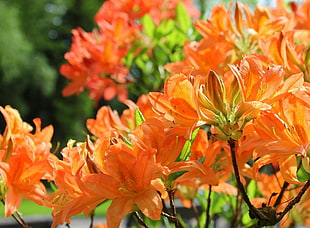 orange flowers during daytime HD wallpaper