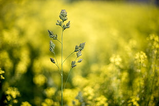 selective focus photography of green plant at daytime