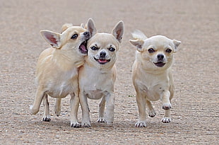 three tan short coated puppies on gray pavement HD wallpaper