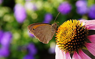 selective photography of brown butterfly underwing on pink petaled flower HD wallpaper