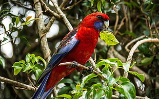 Parrot,  Bird,  Branch,  Beautiful