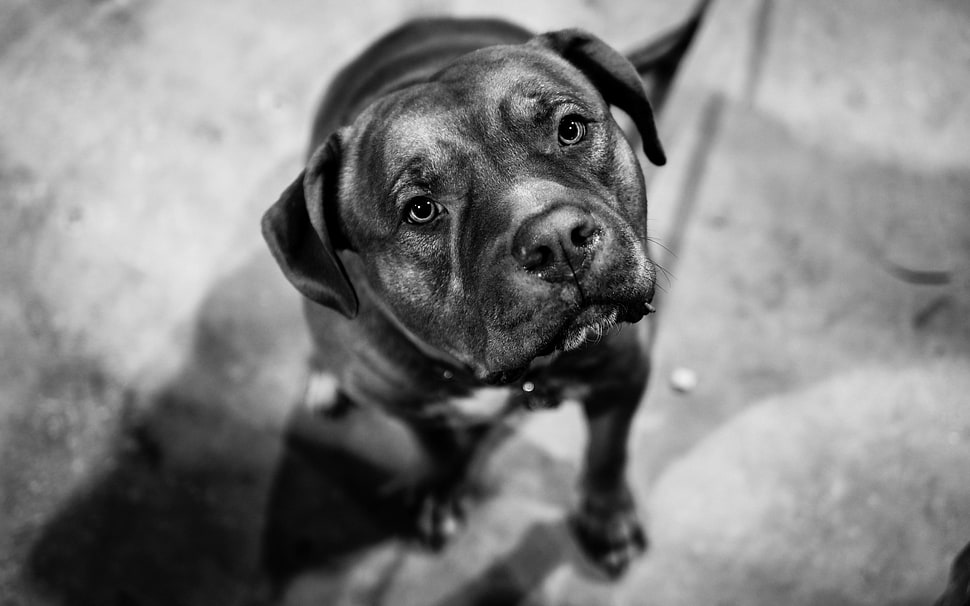 grayscale photography of short-coated dog HD wallpaper