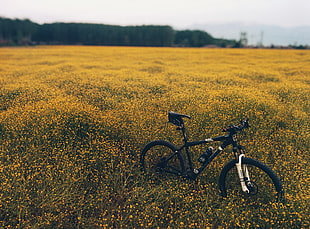 black hardtail bicycle in yellow bed of flowers HD wallpaper