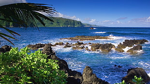 sea and green trees, landscape, nature