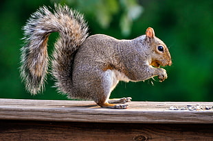 brown squirrel during daytime