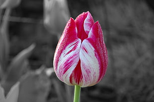 shallow focus on a white and red tulip