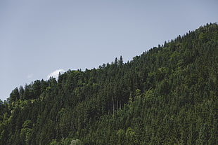 green leafed trees, Trees, Hill, Green