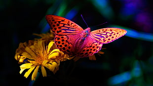 Gulf Fritillary butterfly perched on yellow petaled flowers HD wallpaper