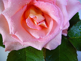 pink rose with water drops HD wallpaper
