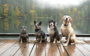 four brown and black dogs, dog, animals