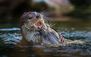 depth of field photography of seal