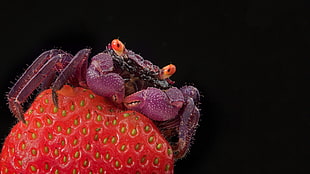 red and white beaded necklace, crabs, strawberries, crustaceans, fruit HD wallpaper
