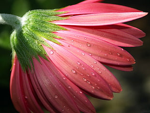 dewdrops on red Daisy flower HD wallpaper