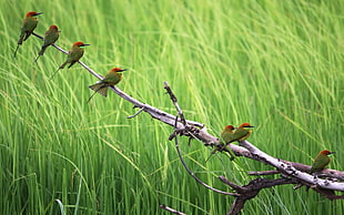 birds on tree branch near green leaves HD wallpaper