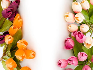 pink, white, and yellow petaled flowers