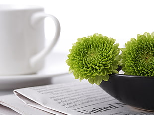 shallow focus photography of two green plants near white ceramic mug