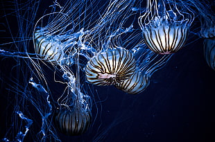 school white and blue jellyfish HD wallpaper