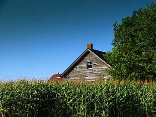 brown and black barn house surrounded by green plants