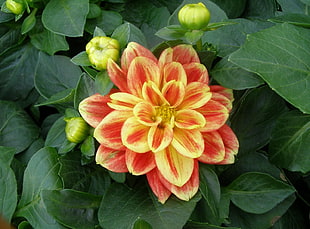 micro photography of yellow and orange flower