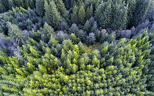 aerial photo of forest