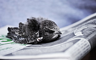 gray and black bird on gray newspaper in selective focus photography HD wallpaper