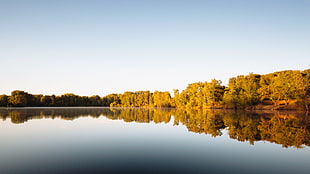 forest beside the lake during day HD wallpaper