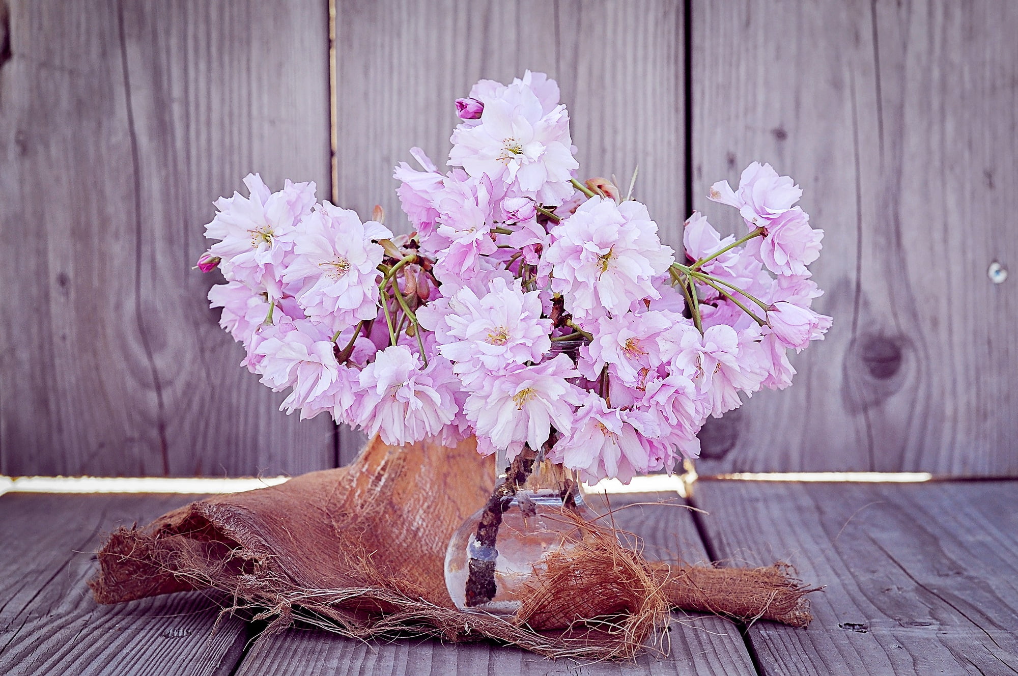 purple bloom flowers beside brown wooden fence