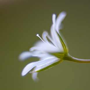 white petaled flower in macro photography HD wallpaper