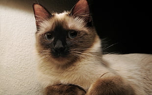 white Siamese cat