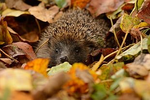 brown and black hedgehog, animals, nature, hedgehog, leaves HD wallpaper
