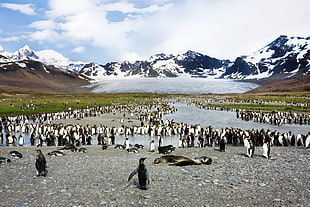 flock of penguin near ice mountain HD wallpaper