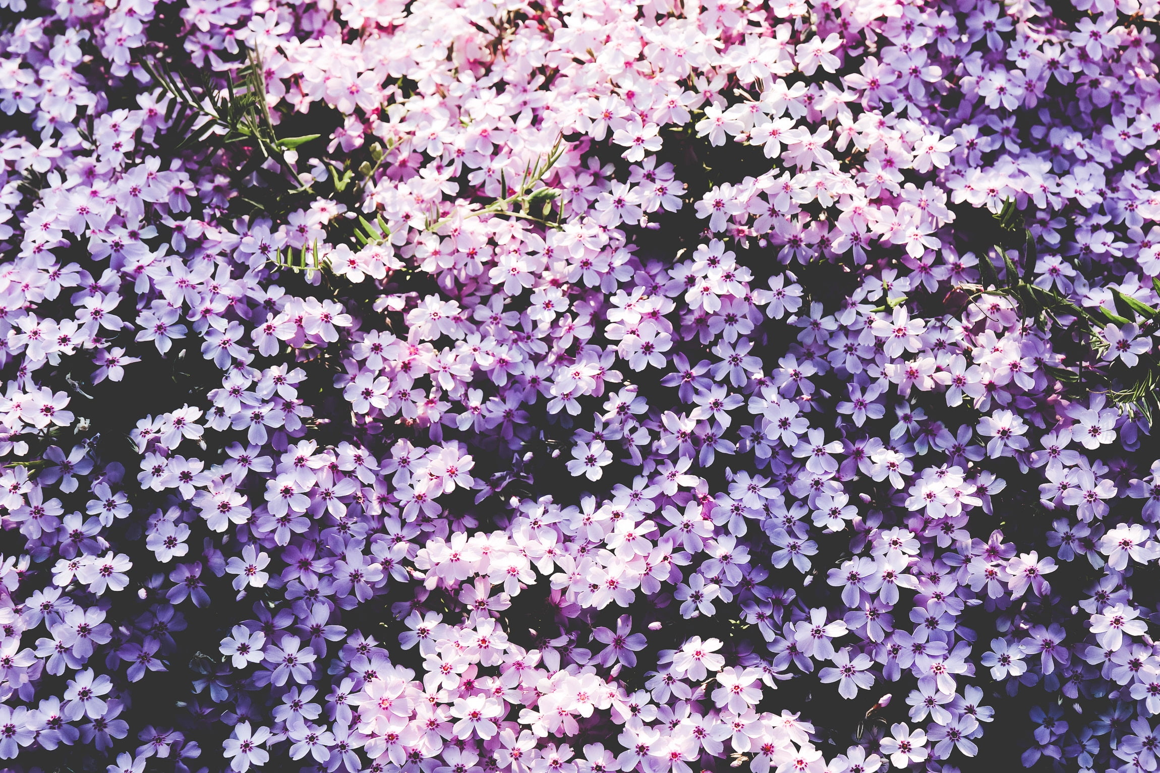 purple petal flower, Flowers, Lilac, Glade
