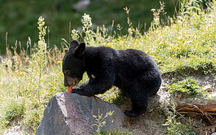 black bear cub licking a rock HD wallpaper