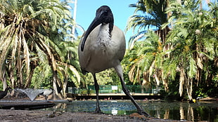 adult long-beaked white and gray bird, ibis, birds, animals