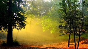 green leaf trees, landscape, trees