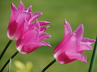 three pink roses