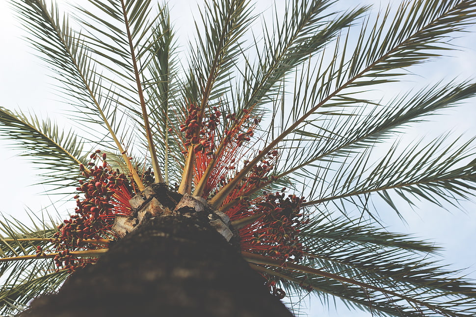 upside photography of palm tree HD wallpaper