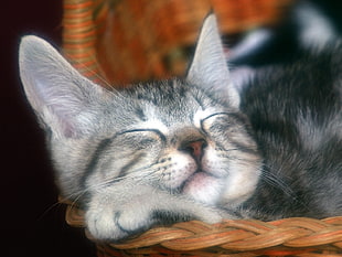 long-coated black cat sleeping on brown wicker basket HD wallpaper