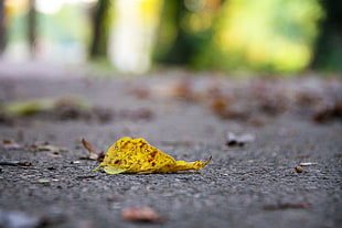 focus photography of yellow leaf on concrete surface HD wallpaper