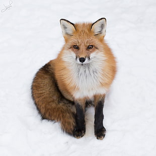 brown and white fox, red fox HD wallpaper