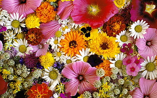 assorted color flowers