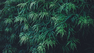 green leaves, forest