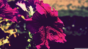 red Iris flowers, nature, petunias, flowers, plants