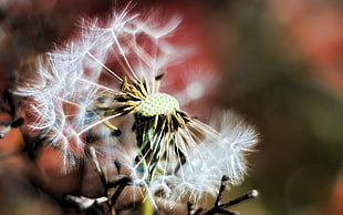 white dandelion flower, nature, macro, flowers, plants