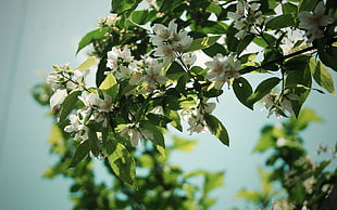 white flower blossoms, nature, flowers, white flowers