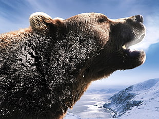 macro photography of brown Polar Bear